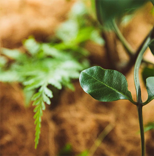 Image gallery marquee